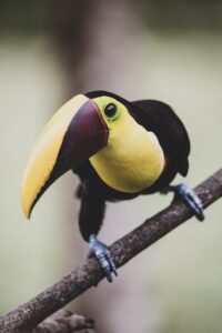 tucan
